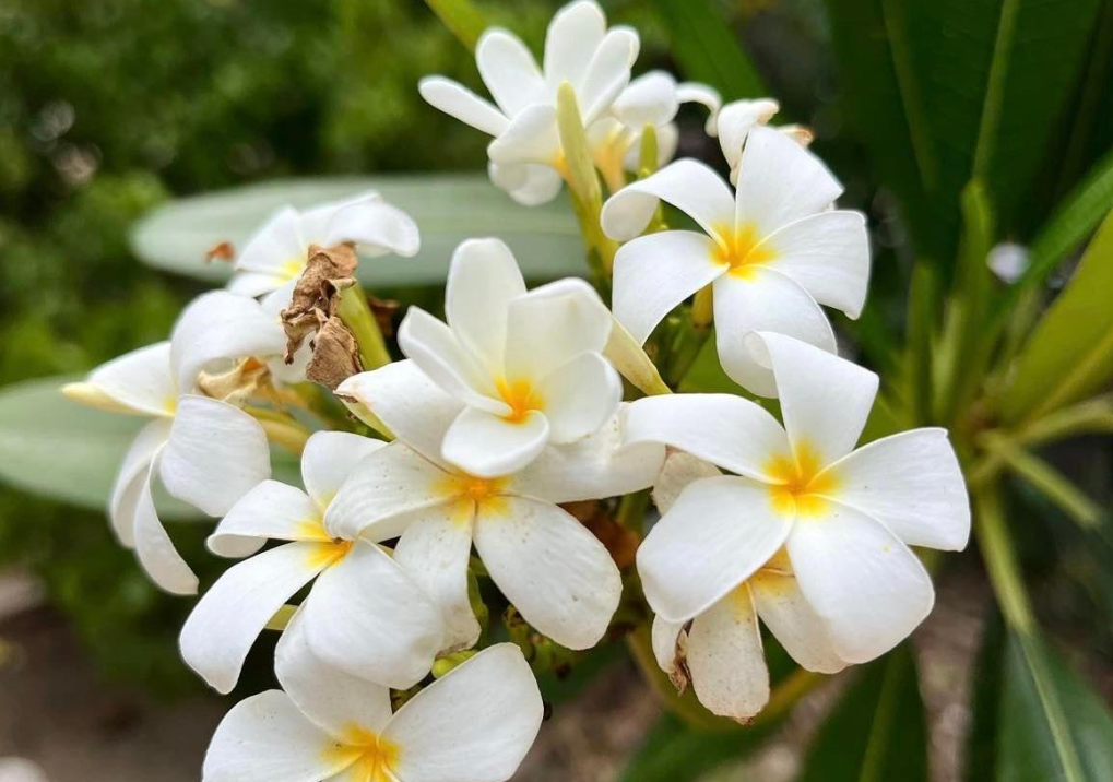 Importance of Pollinators in Turks and Caicos - The Strand