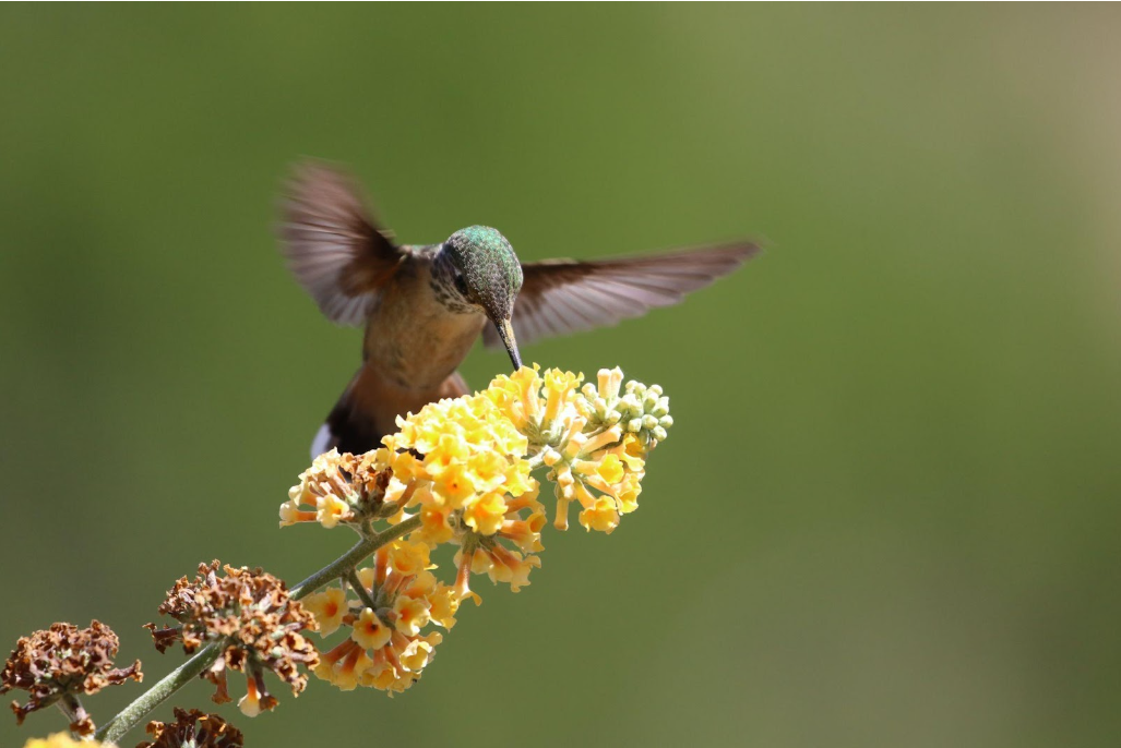 Hummingbirds are Pollinators - The Strand