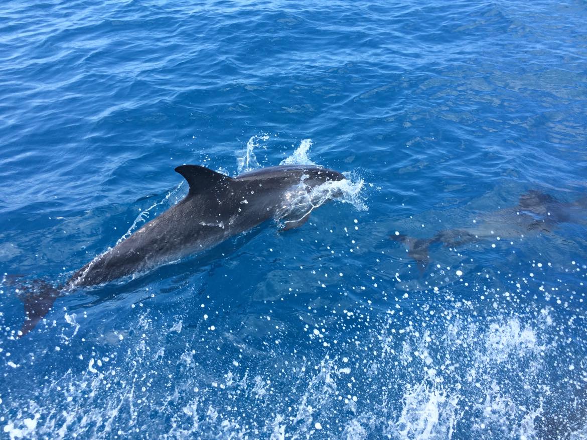 wild dolphins swimming in Turks and Caicos island - The Strand TCI