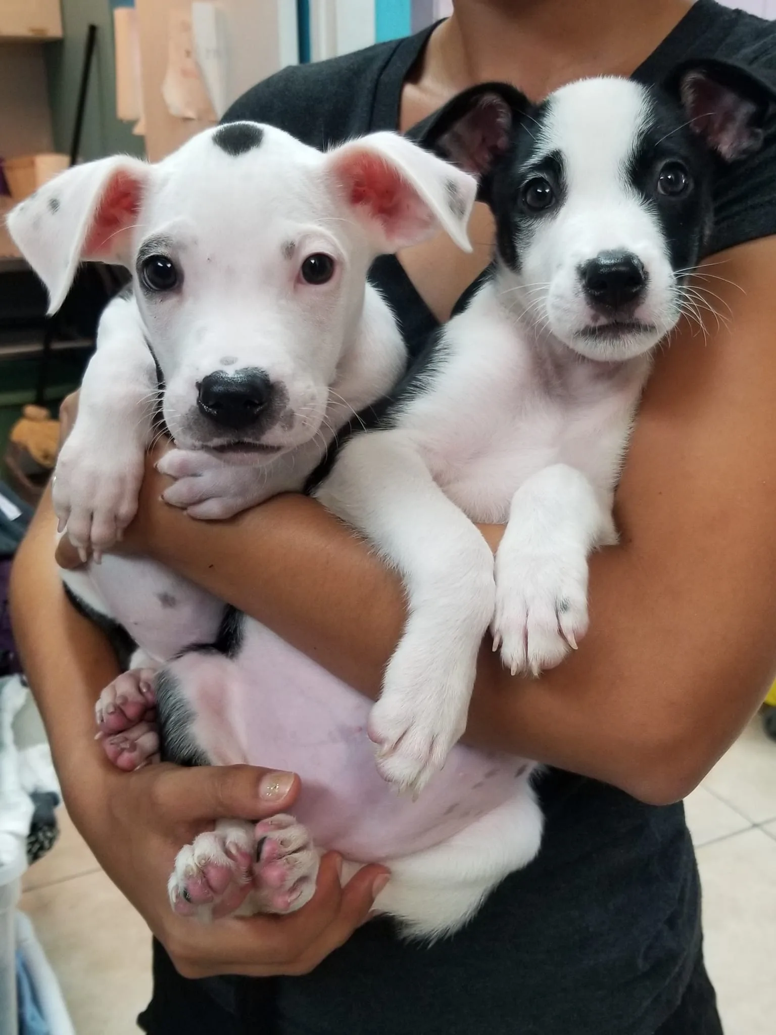 two potcake puppies - Turks and Caicos dogs